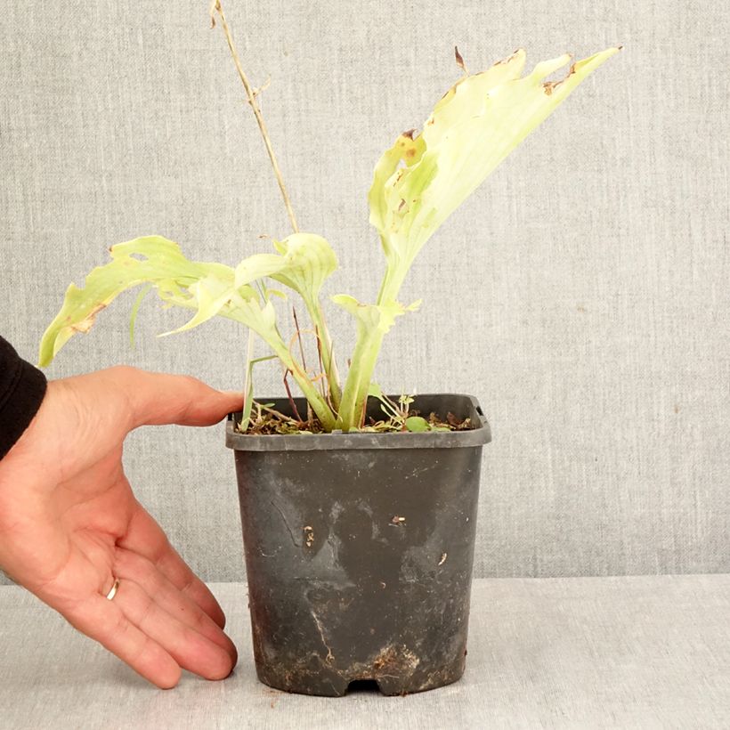 Ejemplar de Hosta Neptune Maceta 1,5L/2L entregado en otoño