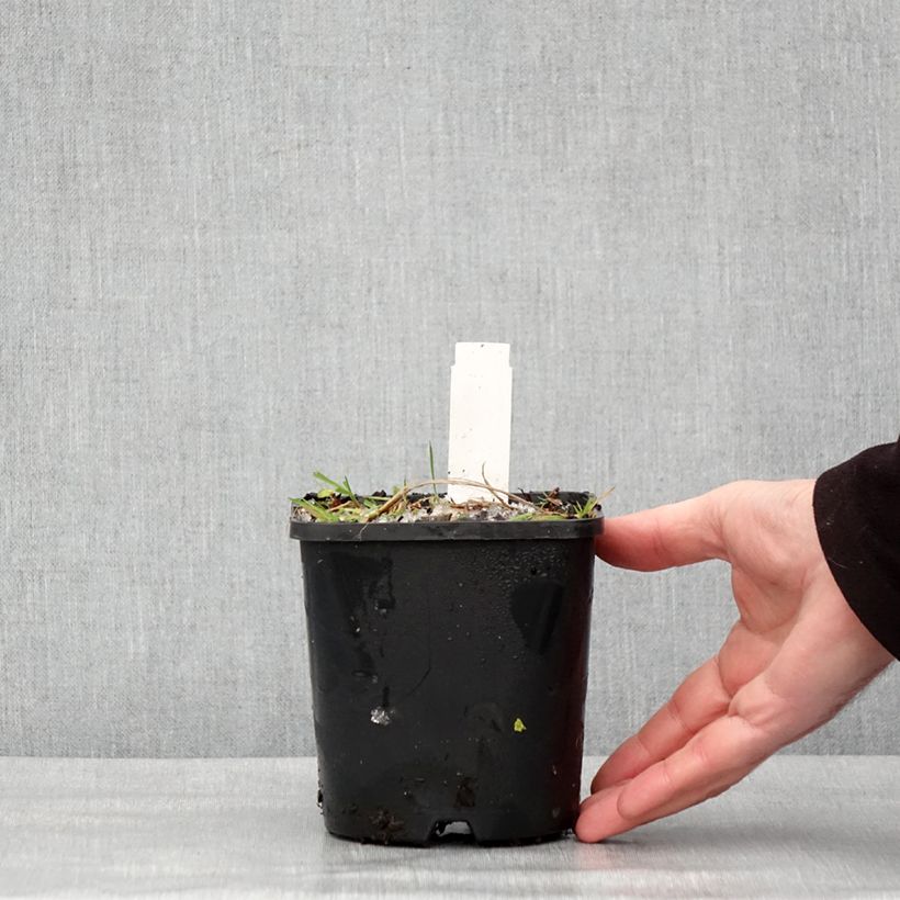 Hosta Neptune Maceta 1,5L/2L Ejemplar entregado en invierno