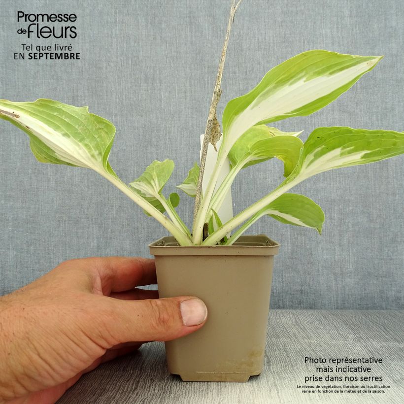 Ejemplar de Hosta Night Before Christmas Maceta de 8/9 cm entregado en verano