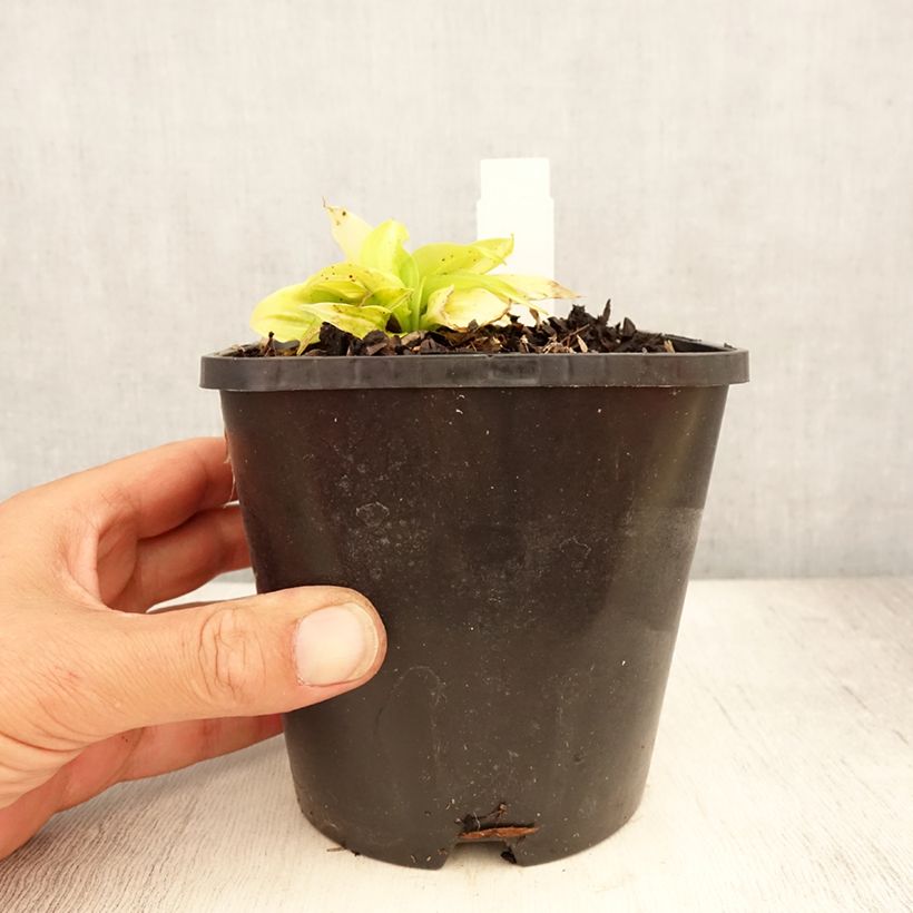 Ejemplar de Hosta Obi-One Kenobi Maceta 1,5L/2L entregado en verano