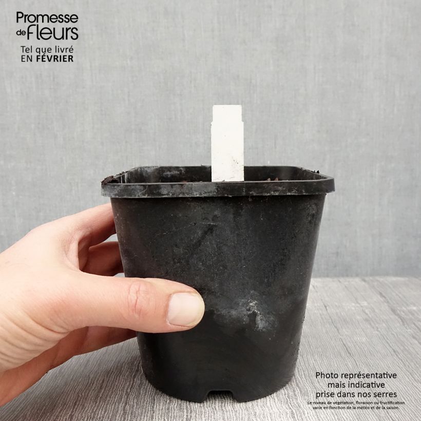 Hosta Obi-One Kenobi Maceta 1,5L/2L Ejemplar entregado en invierno