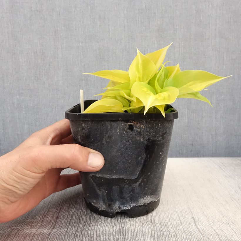 Hosta Obi-One Kenobi Maceta 1,5L/2L Ejemplar entregado en la primavera