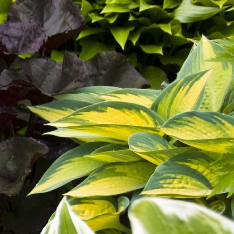 Hosta On Stage (Follaje)