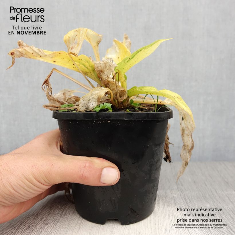 Ejemplar de Hosta Orange Marmelade Maceta 1,5L/2L entregado en otoño