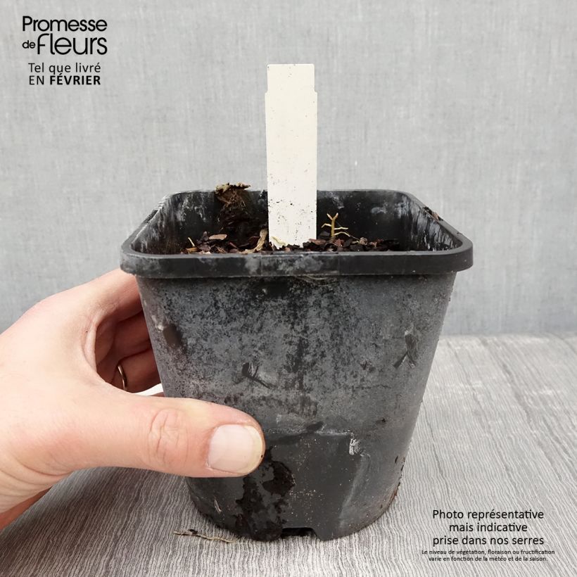 Hosta Orange Star Maceta 1,5L/2L Ejemplar entregado en invierno