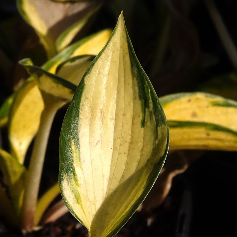 Hosta Orange Star (Follaje)