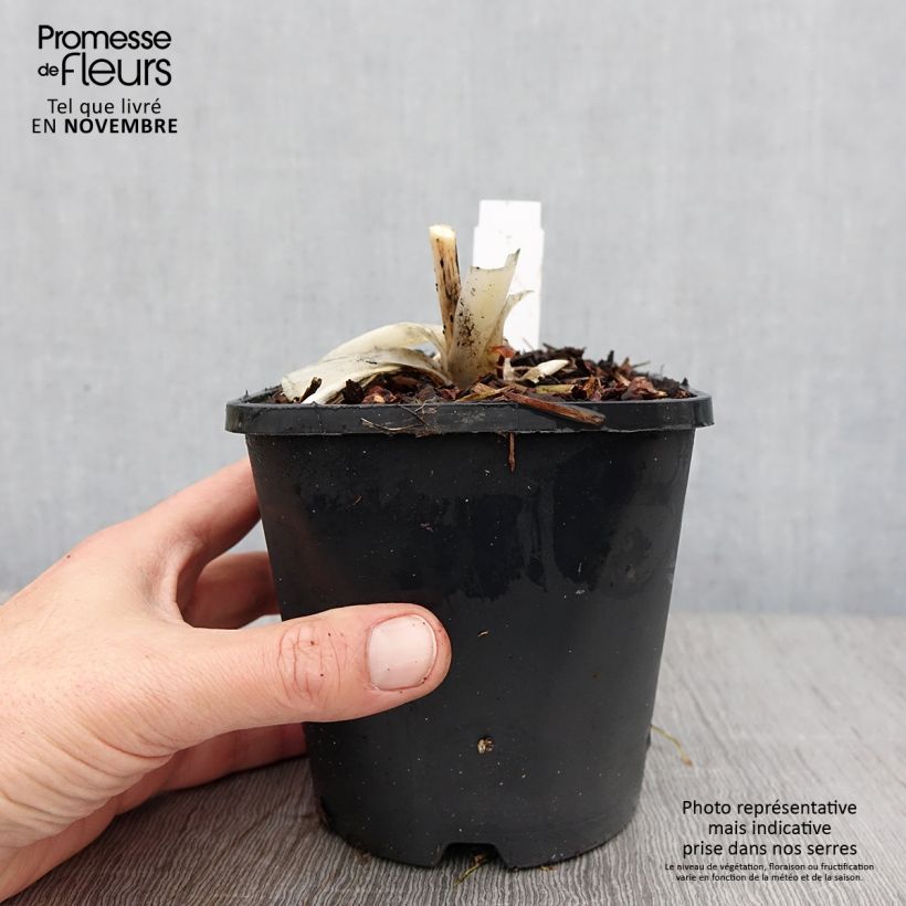 Ejemplar de Hosta Orion's Belt Maceta 1,5L/2L entregado en otoño
