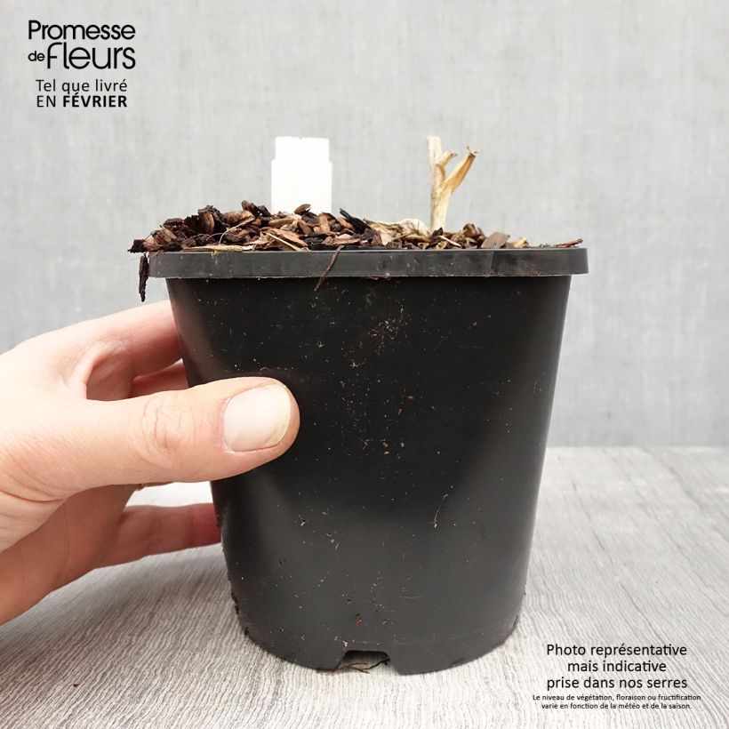 Hosta Orion's Belt Maceta 1,5L/2L Ejemplar entregado en invierno