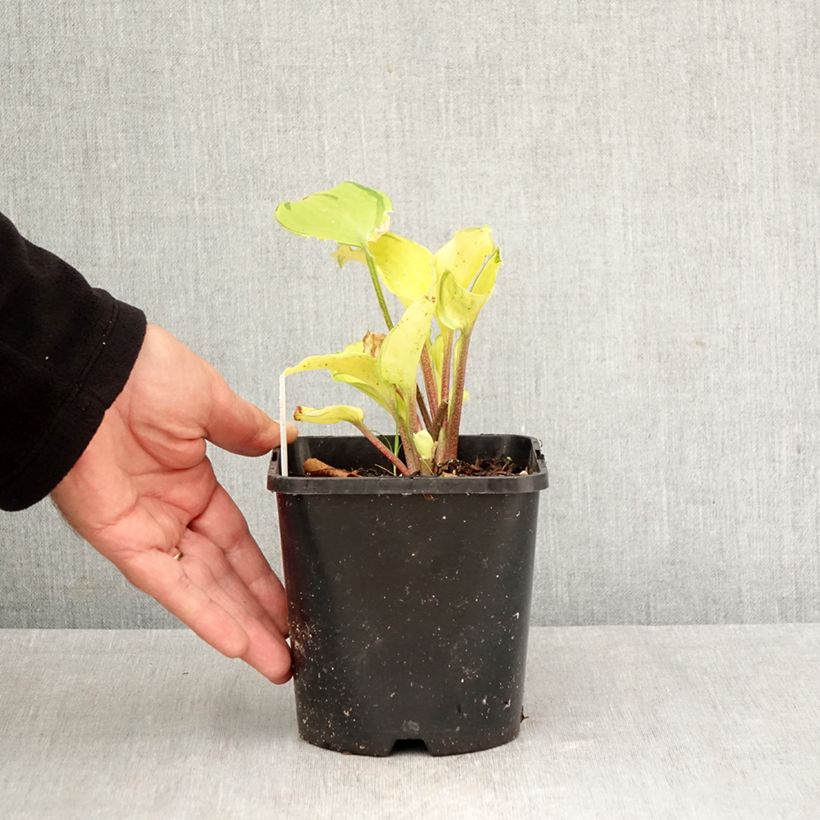 Ejemplar de Hosta Paradise Island Maceta 1,5L/2L entregado en otoño