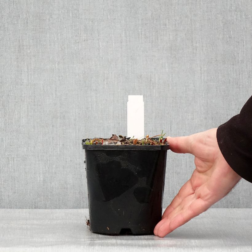 Hosta Paradise Island Maceta 1,5L/2L Ejemplar entregado en invierno