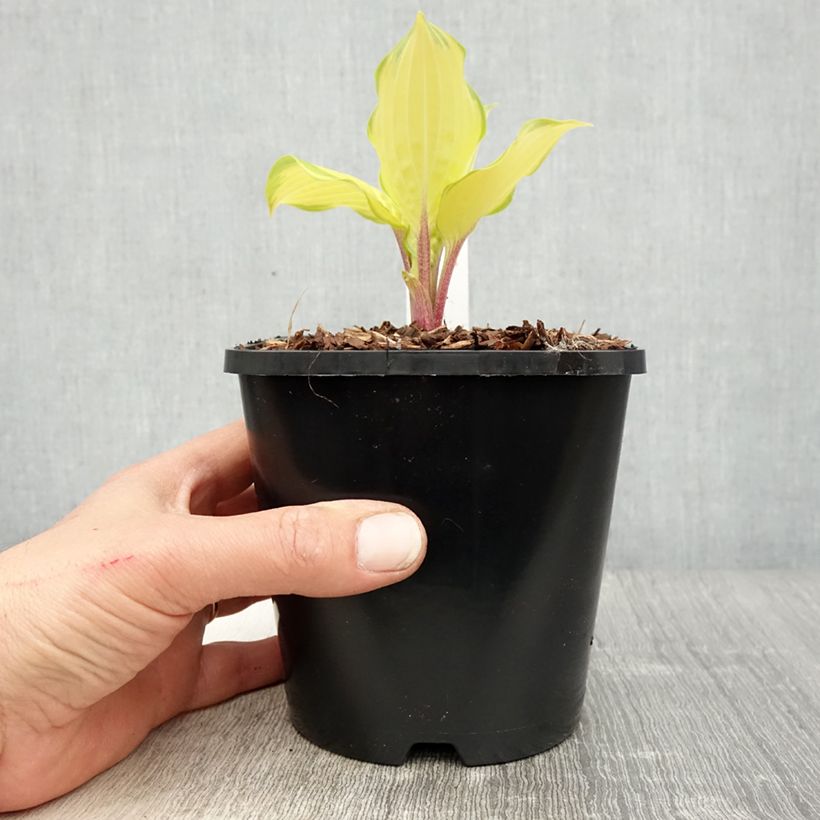 Hosta Paradise Island Maceta 1,5L/2L Ejemplar entregado en la primavera