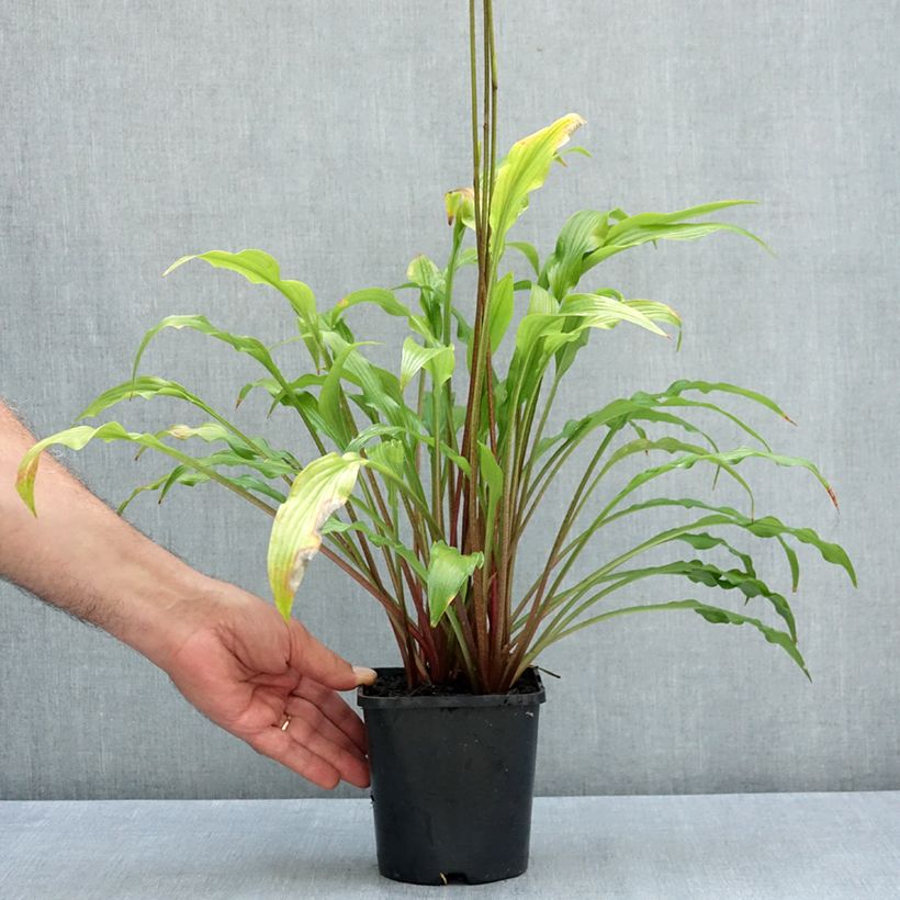 Ejemplar de Hosta Party Streamers Maceta 1,5L/2L entregado en verano