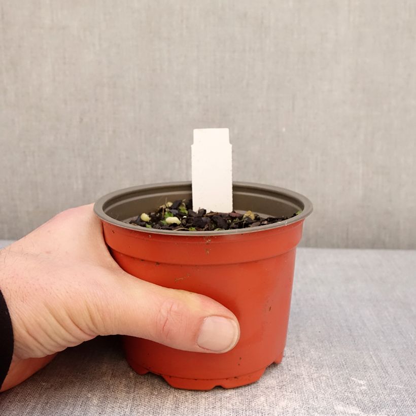 Hosta Party Streamers Maceta de 12 cm / 13 cm Ejemplar entregado en invierno