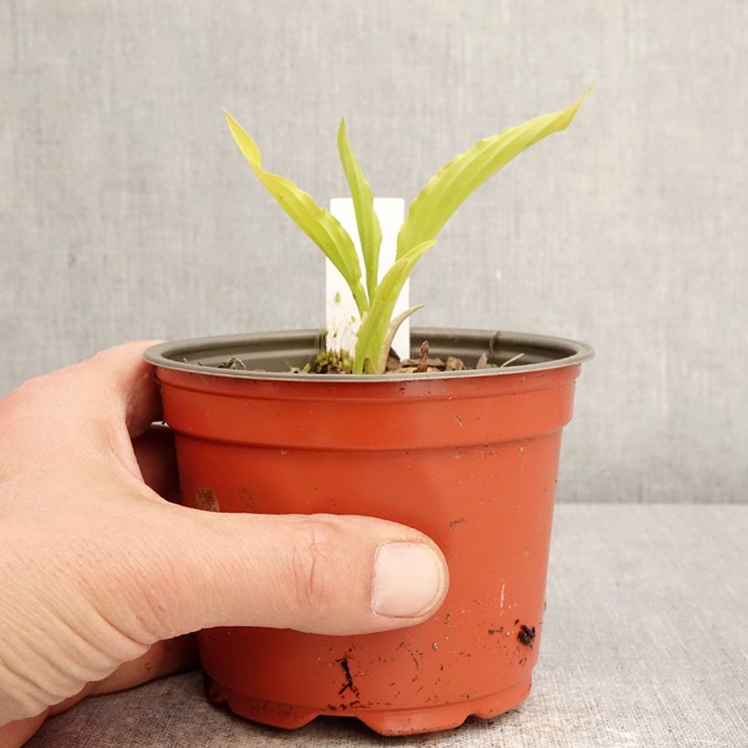 Hosta Party Streamers Maceta de 12 cm / 13 cm Ejemplar entregado en la primavera