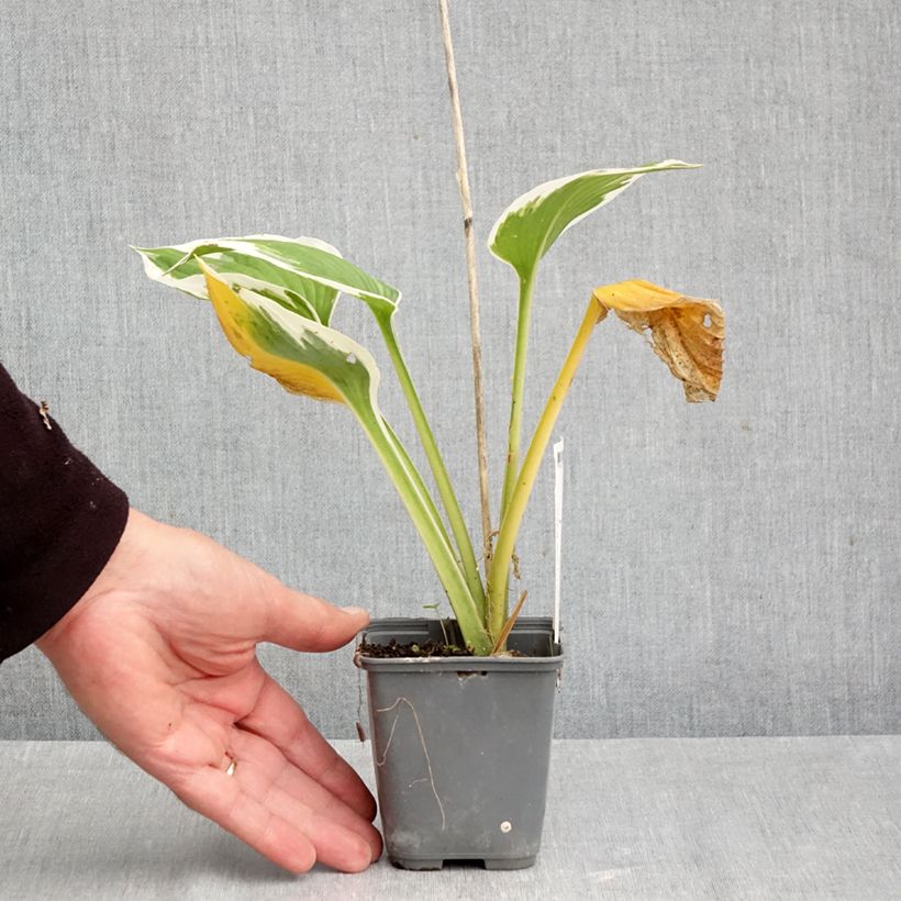 Ejemplar de Hosta fortunei Patriot's Fire Maceta de 8/9 cm entregado en otoño