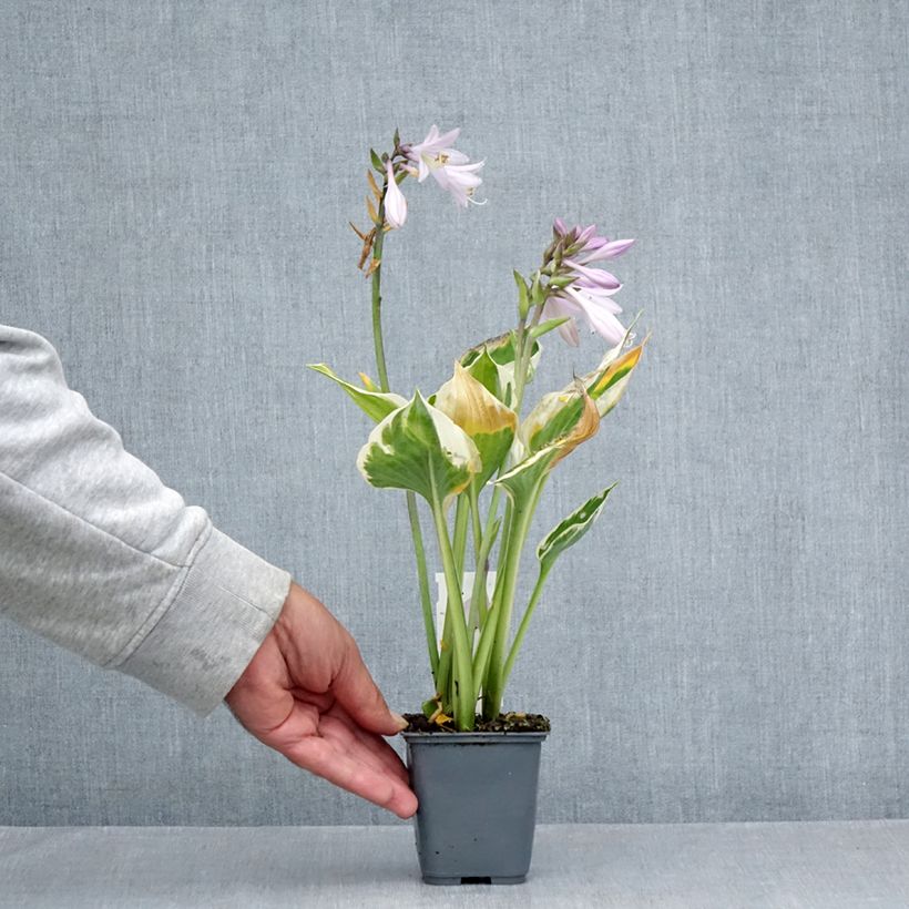 Ejemplar de Hosta fortunei Patriot's Fire Maceta de 8/9 cm entregado en verano