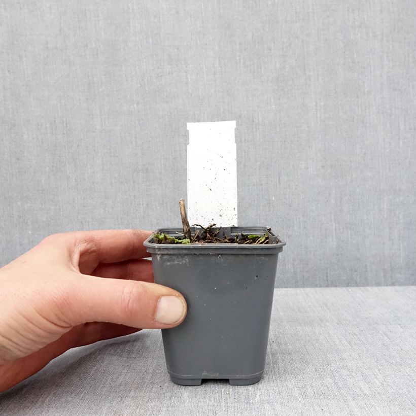 Hosta fortunei Patriot's Fire Maceta de 8/9 cm Ejemplar entregado en invierno