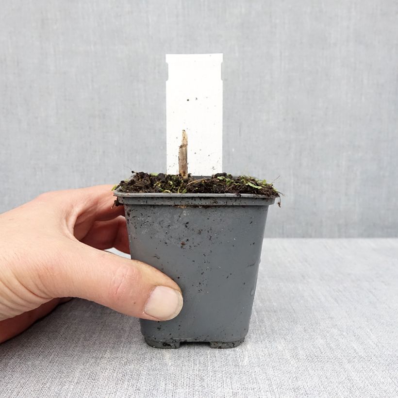 Hosta fortunei Patriot's Fire Maceta de 8/9 cm Ejemplar entregado en la primavera