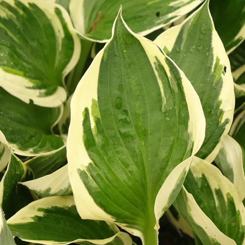 Hosta fortunei Patriot's Fire (Follaje)