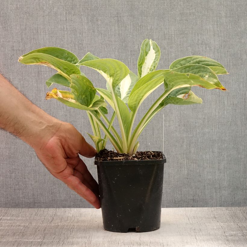 Ejemplar de Hosta Pin Up Maceta 1,5L/2L entregado en verano