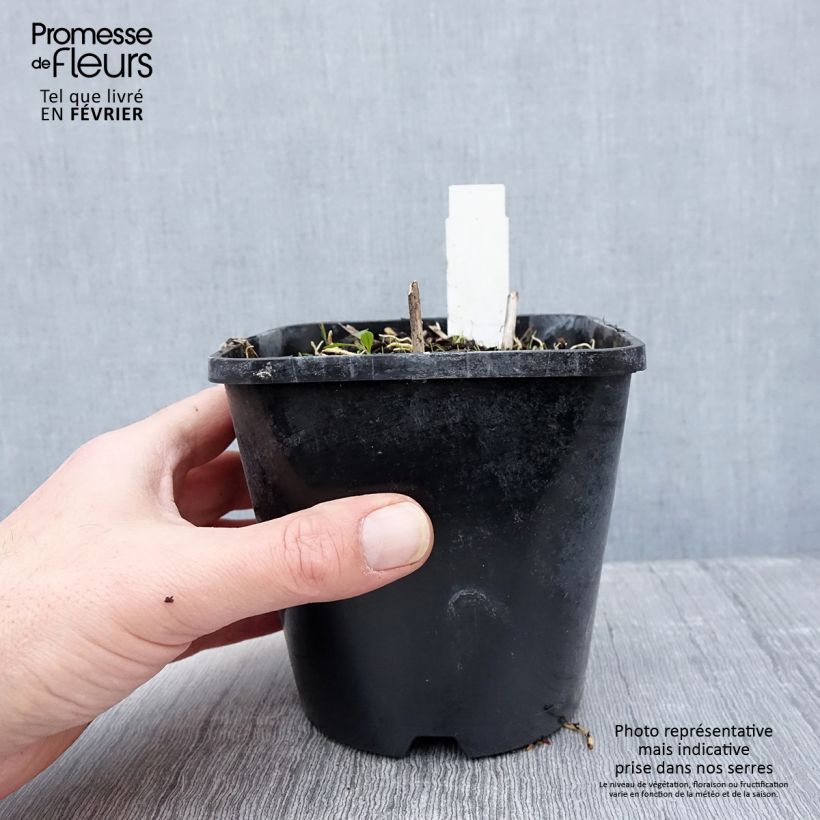 Hosta Pin Up Maceta 1,5L/2L Ejemplar entregado en invierno