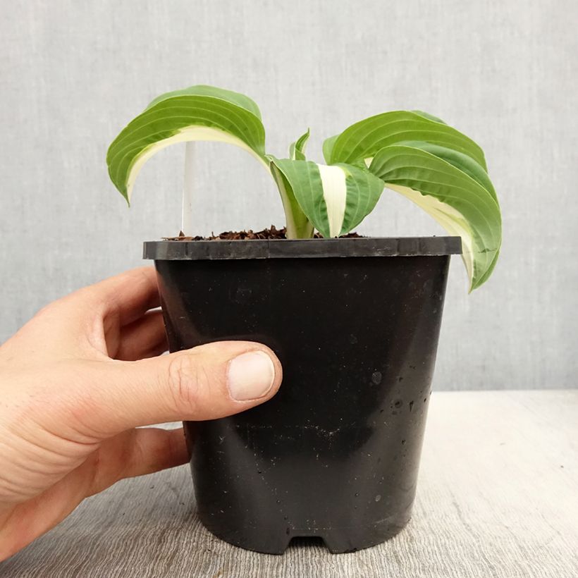 Hosta Pin Up Maceta 1,5L/2L Ejemplar entregado en la primavera