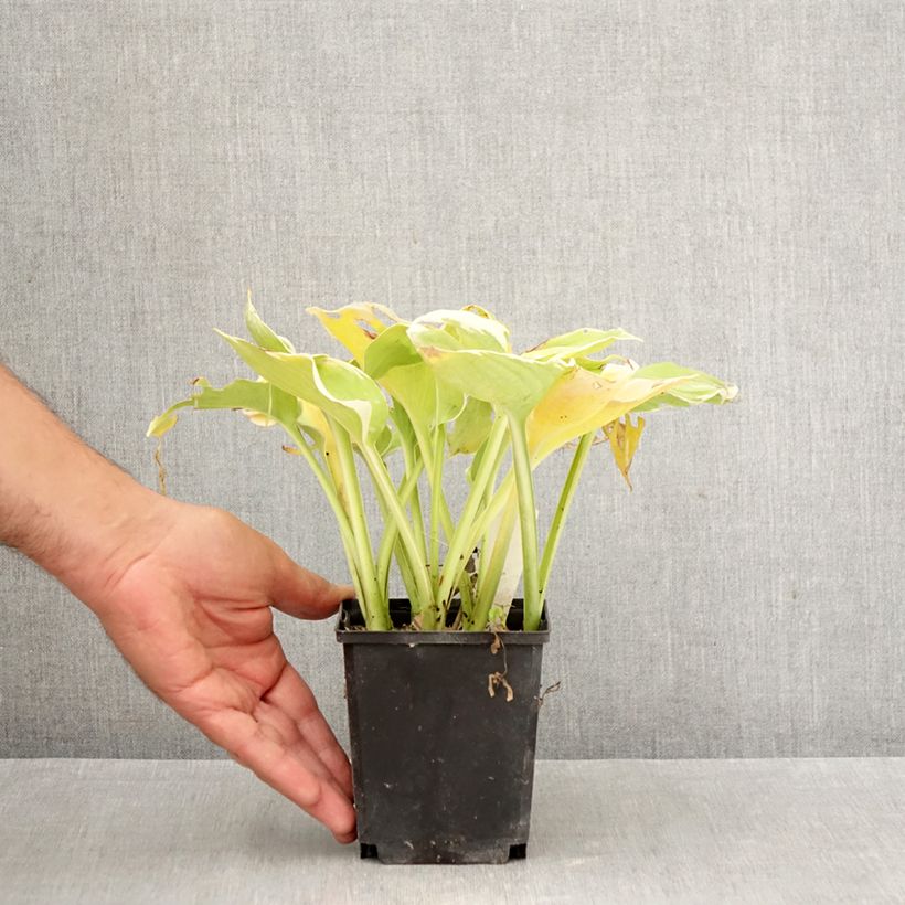 Ejemplar de Hosta Pizzazz Maceta de 8/9 cm entregado en otoño