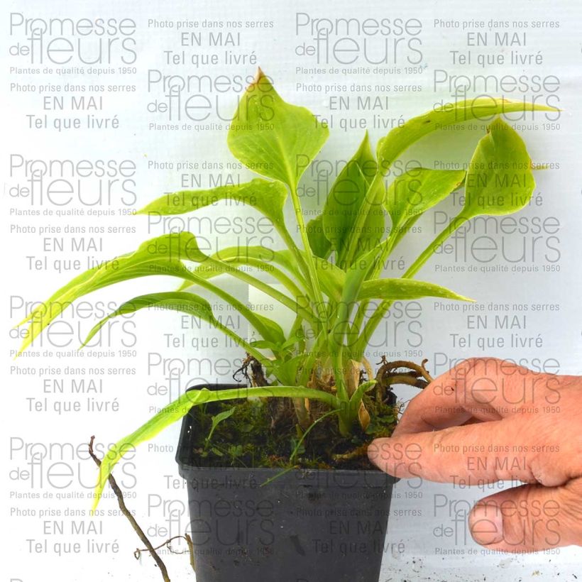 Ejemplo de ejemplar de Hosta plantaginea Aphrodite Maceta de 8/9 cm tal y como se entrega