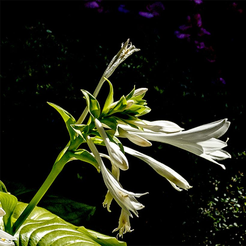 Hosta plantaginea grandiflora (Floración)