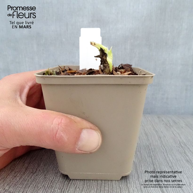 Hosta plantaginea grandiflora Maceta de 8/9 cm Ejemplar entregado en la primavera