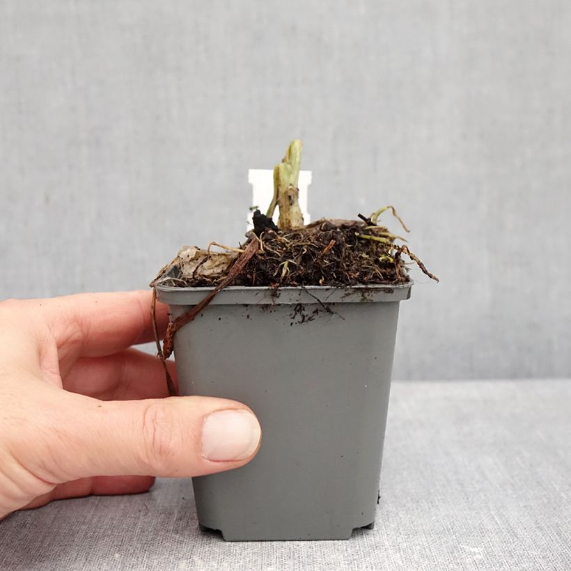 Ejemplar de Hosta plantaginea grandiflora Maceta de 8/9 cm entregado en otoño