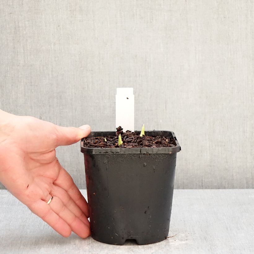 Hosta plantaginea grandiflora Maceta 1L/1,5L Ejemplar entregado en invierno