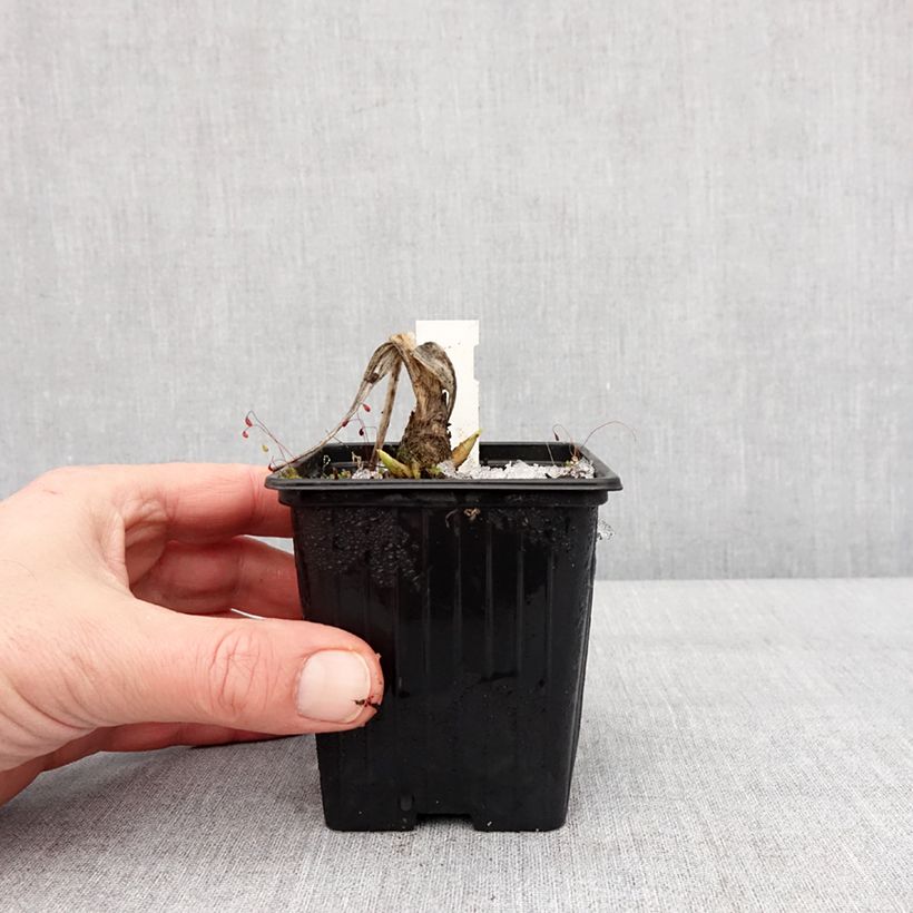 Hosta plantaginea var. japonica Maceta de 8/9 cm Ejemplar entregado en invierno