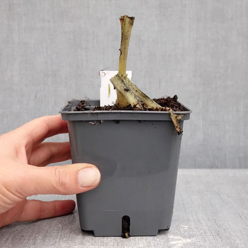 Ejemplar de Hosta plantaginea Venus Maceta 1,5L/2L entregado en otoño