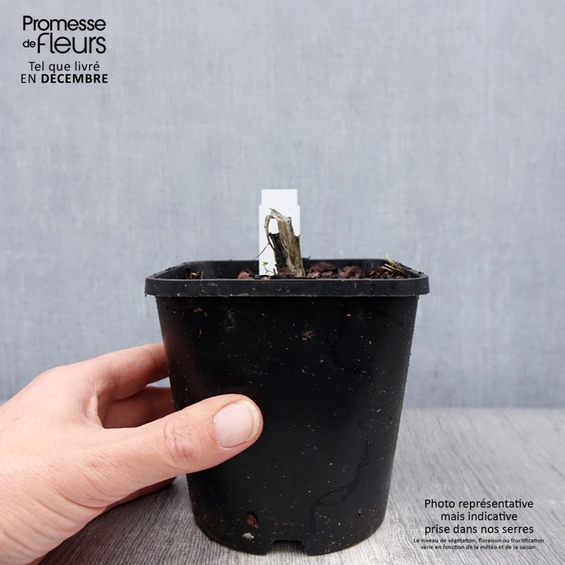 Hosta plantaginea Venus Maceta 1,5L/2L Ejemplar entregado en invierno