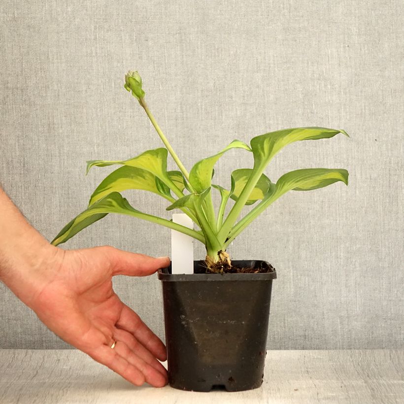 Ejemplar de Hosta Pocketfull of Sunshine Maceta 1,5L/2L entregado en verano