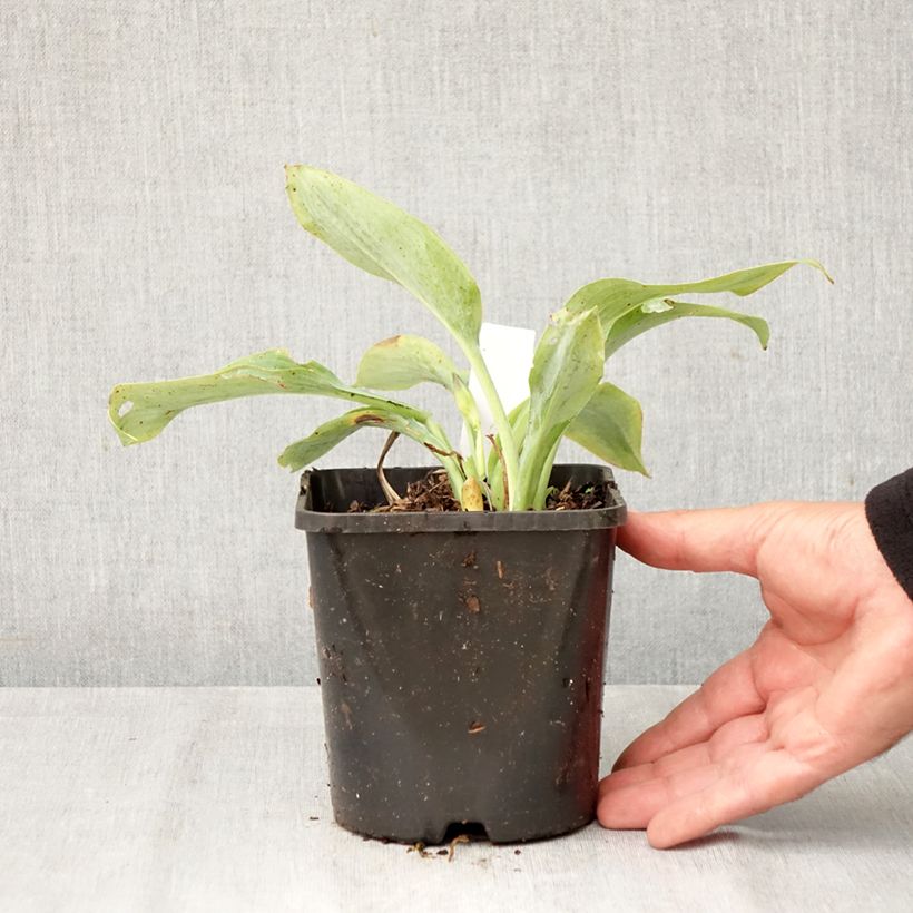 Ejemplar de Hosta Prairie Sky Maceta 1,5L/2L entregado en otoño