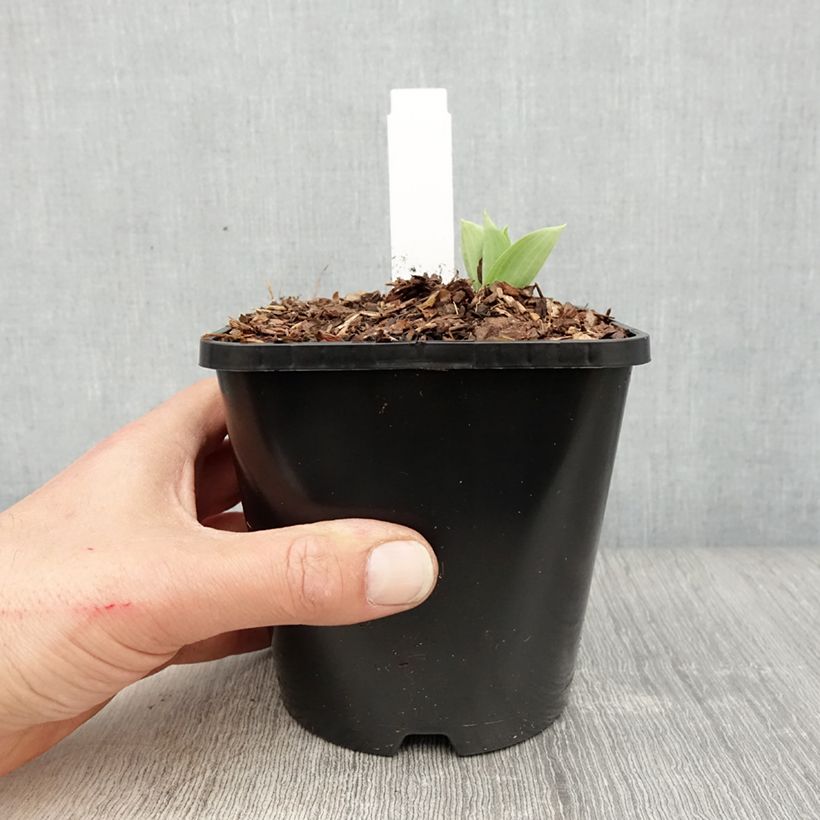 Hosta Prairie Sky Maceta 1,5L/2L Ejemplar entregado en la primavera