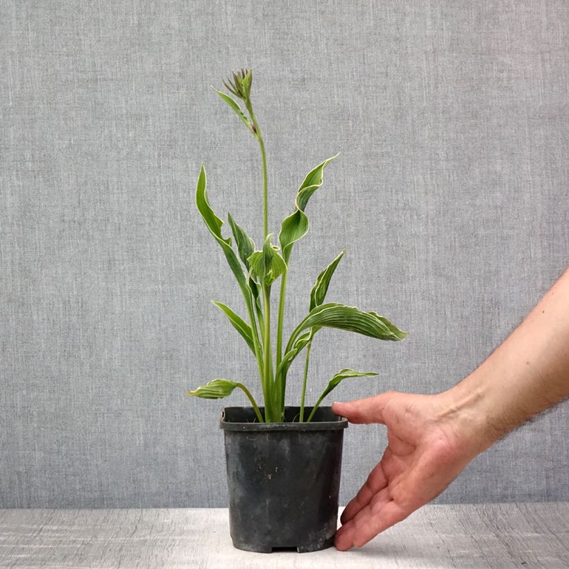 Ejemplar de Hosta Praying Hands Maceta 1,5L/2L entregado en verano