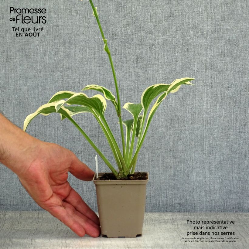 Ejemplar de Hosta Queen Josephine Maceta de 8/9 cm entregado en verano