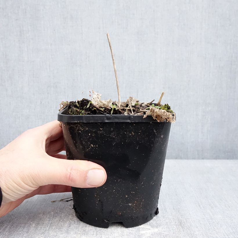 Hosta Radiant Edger Maceta 1,5L/2L Ejemplar entregado en invierno