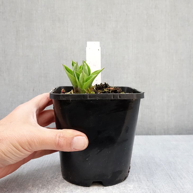 Hosta Radiant Edger Maceta 1,5L/2L Ejemplar entregado en la primavera