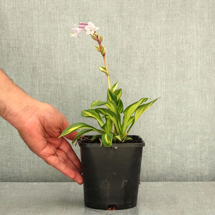 Ejemplar de Hosta Rainbows End Maceta 1,5L/2L entregado en verano