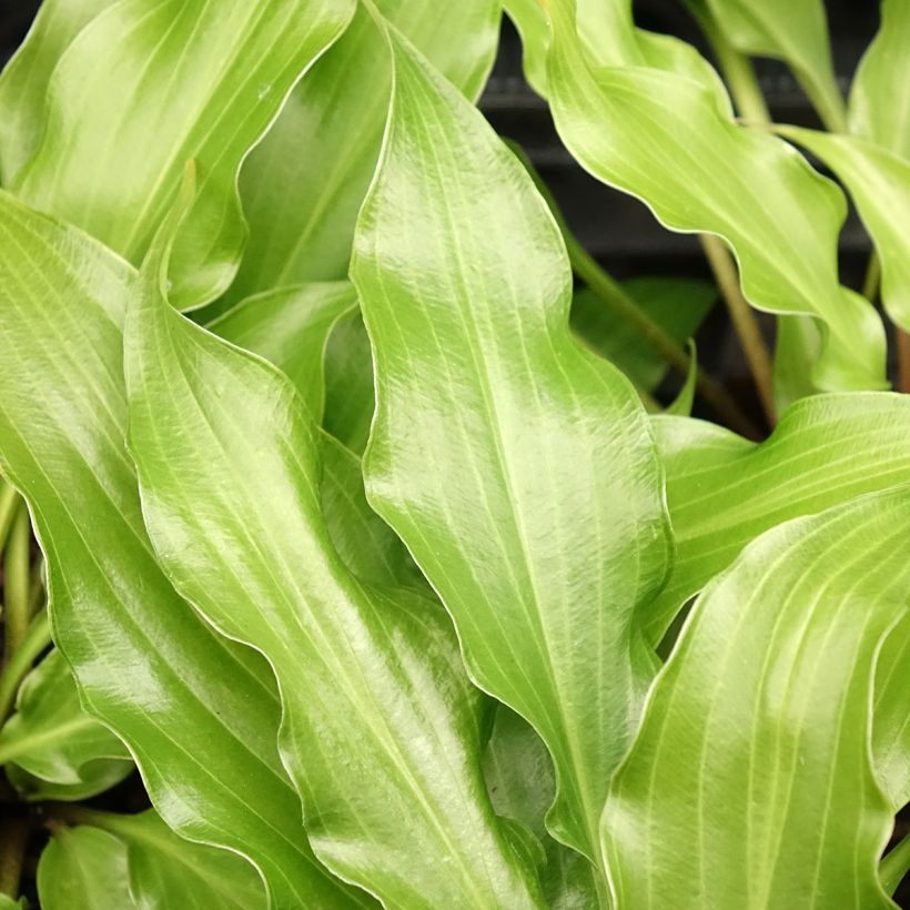 Hosta Raspberry Sorbet (Follaje)