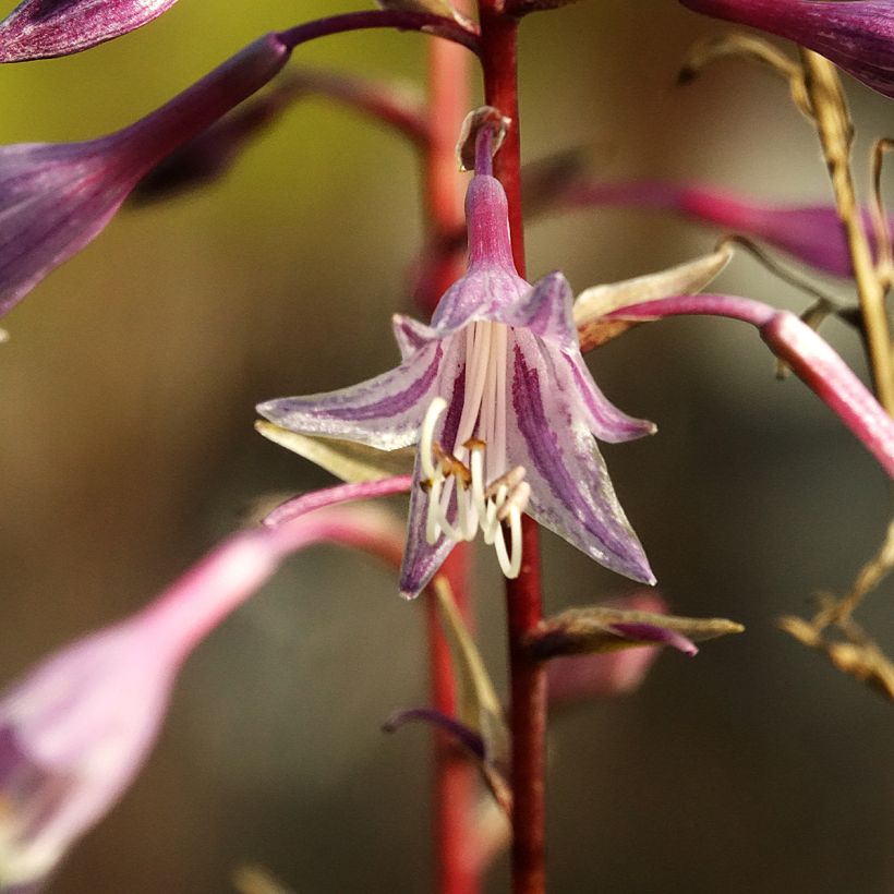 Hosta Raspberry Sorbet (Floración)