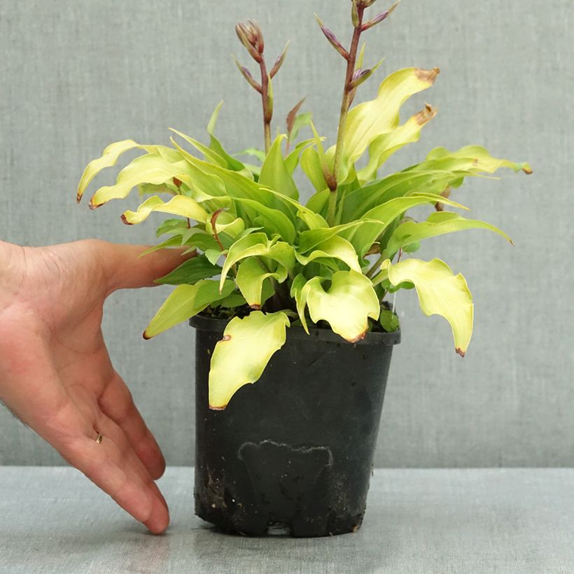 Ejemplar de Hosta Raspberry Sorbet Pot de 1,5L/2L entregado en verano