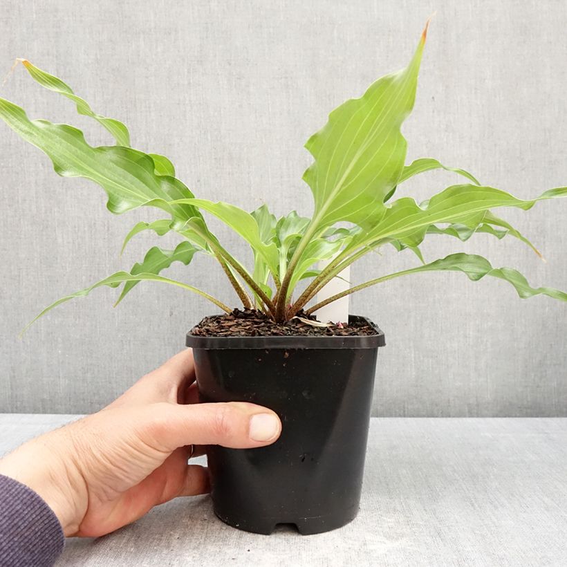 Hosta Raspberry Sorbet Maceta 1,5L/2L Ejemplar entregado en la primavera