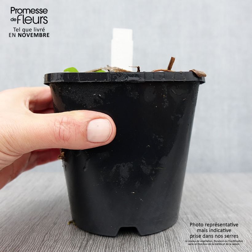 Ejemplar de Hosta Raspberry Sundae Maceta 1,5L/2L entregado en otoño