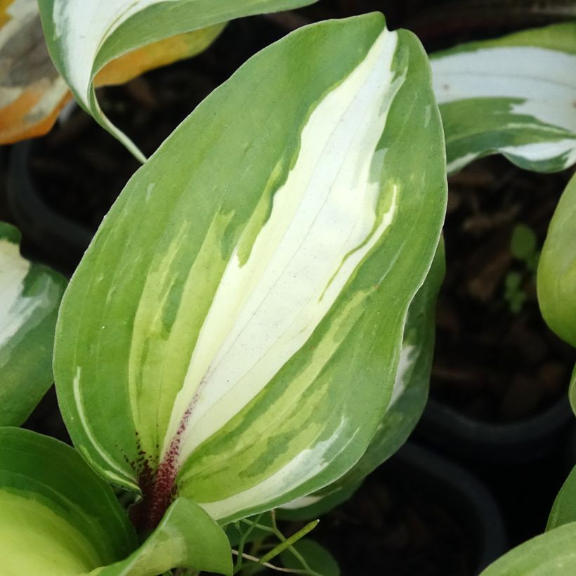 Hosta Raspberry Sundae (Follaje)