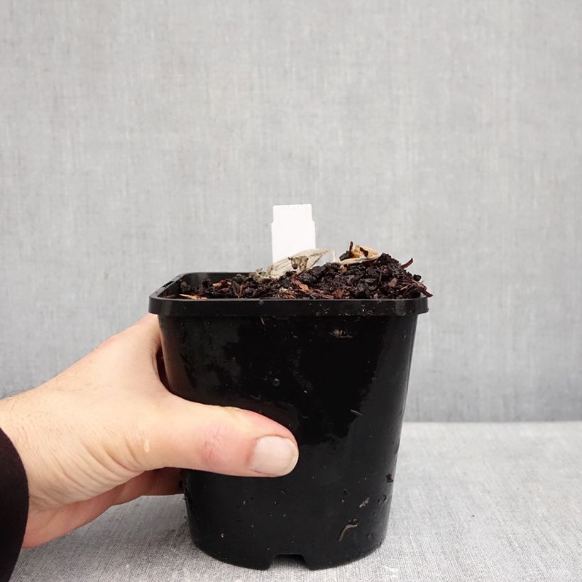 Ejemplar de Hosta Remember Me Maceta 1,5L/2L entregado en otoño